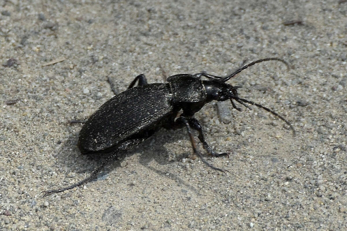 Image of Carabus (Morphocarabus) aeruginosus Fischer von Waldheim 1820