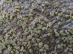 Image of Drummond's wart lichen