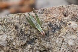 Imagem de Oecanthus californicus pictipennis Hebard 1935