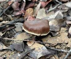 Sivun Cortinarius ohlone Bojantchev 2013 kuva