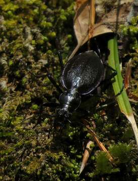 Image of Carabus (Platycarabus) creutzeri Fabricius 1801