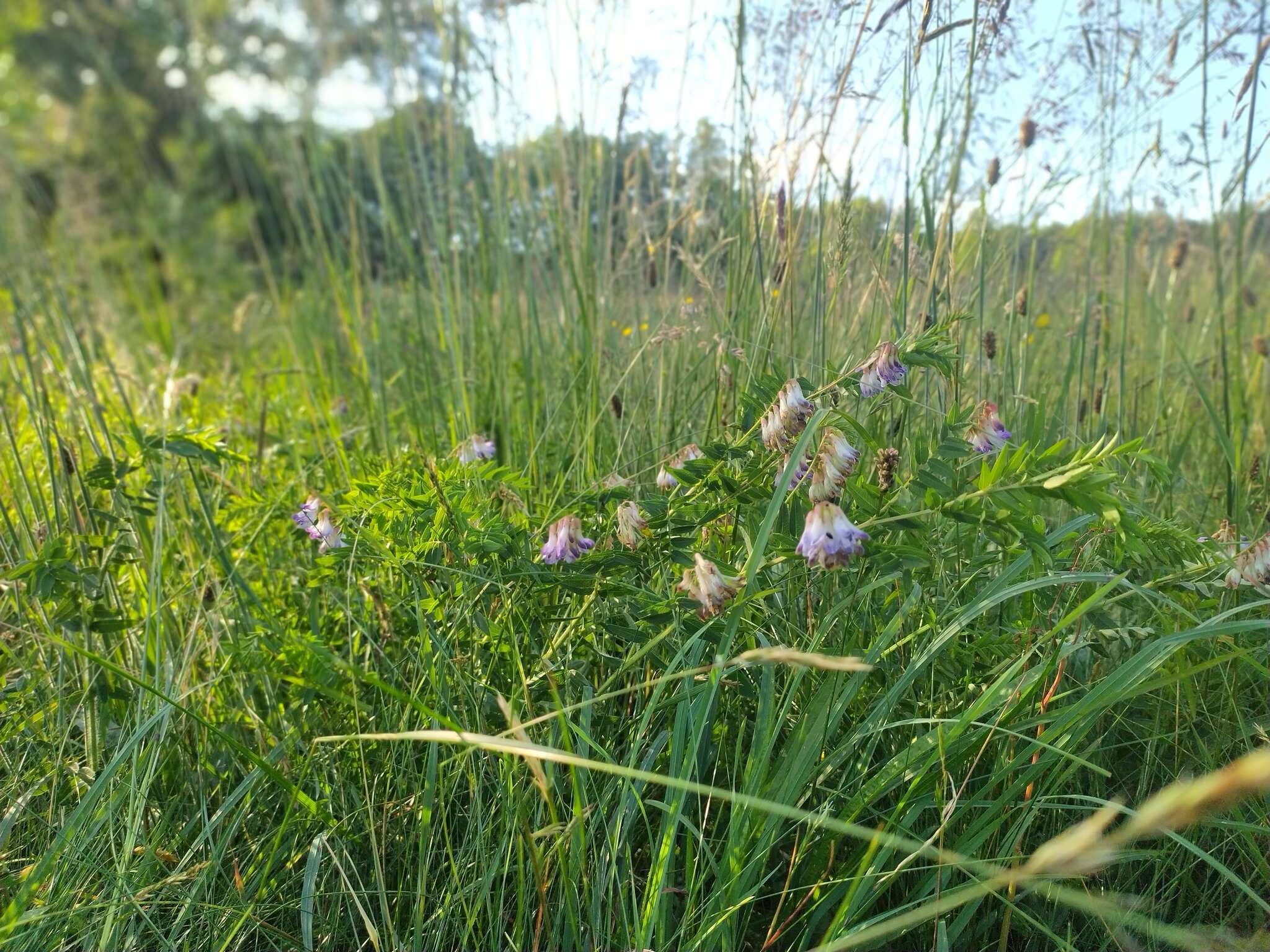 Image of Upright Vetch