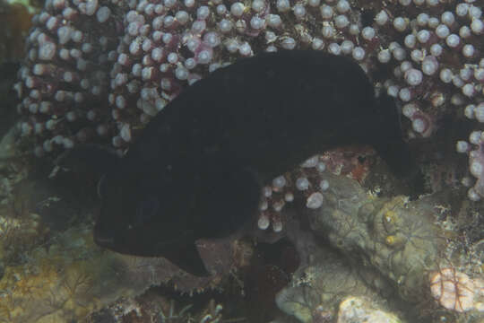 Image of Dusky angel-fish