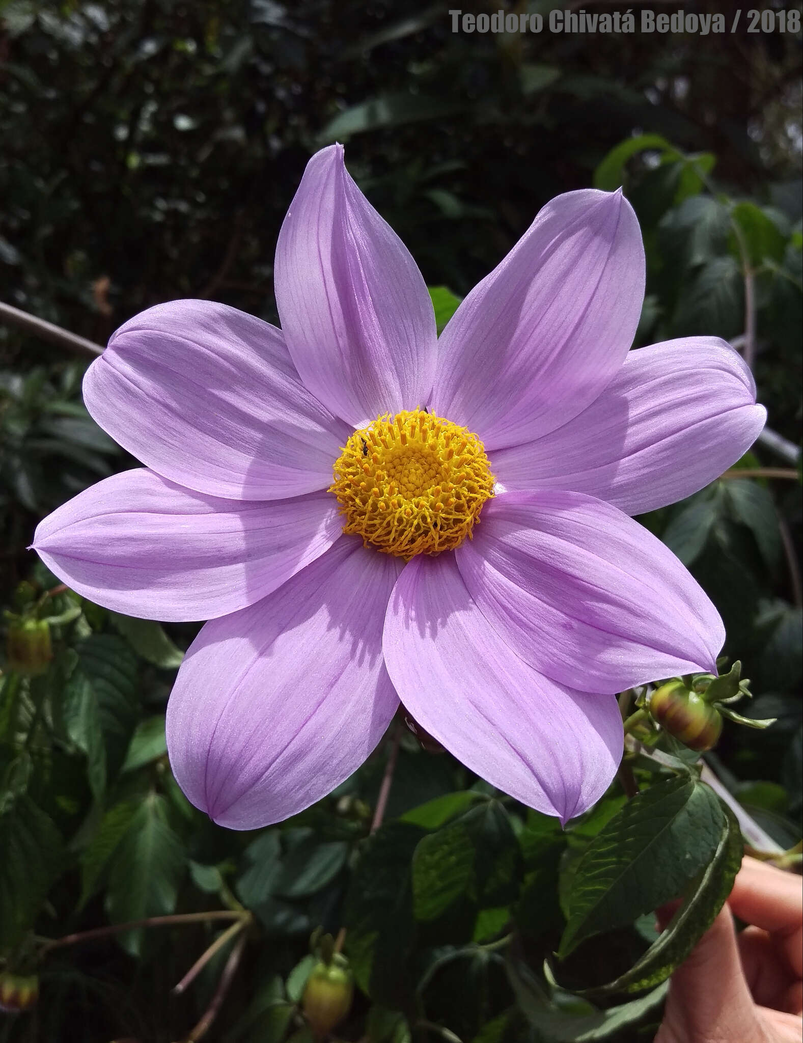 Image of Tree dahlia