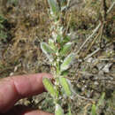 Image of Inyo Meadow lupine