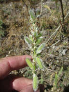 Image of Inyo Meadow lupine