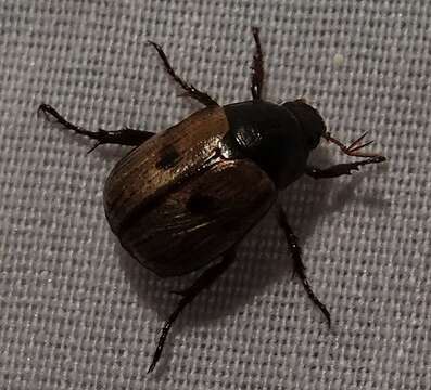 Image of Shining Leaf Chafer