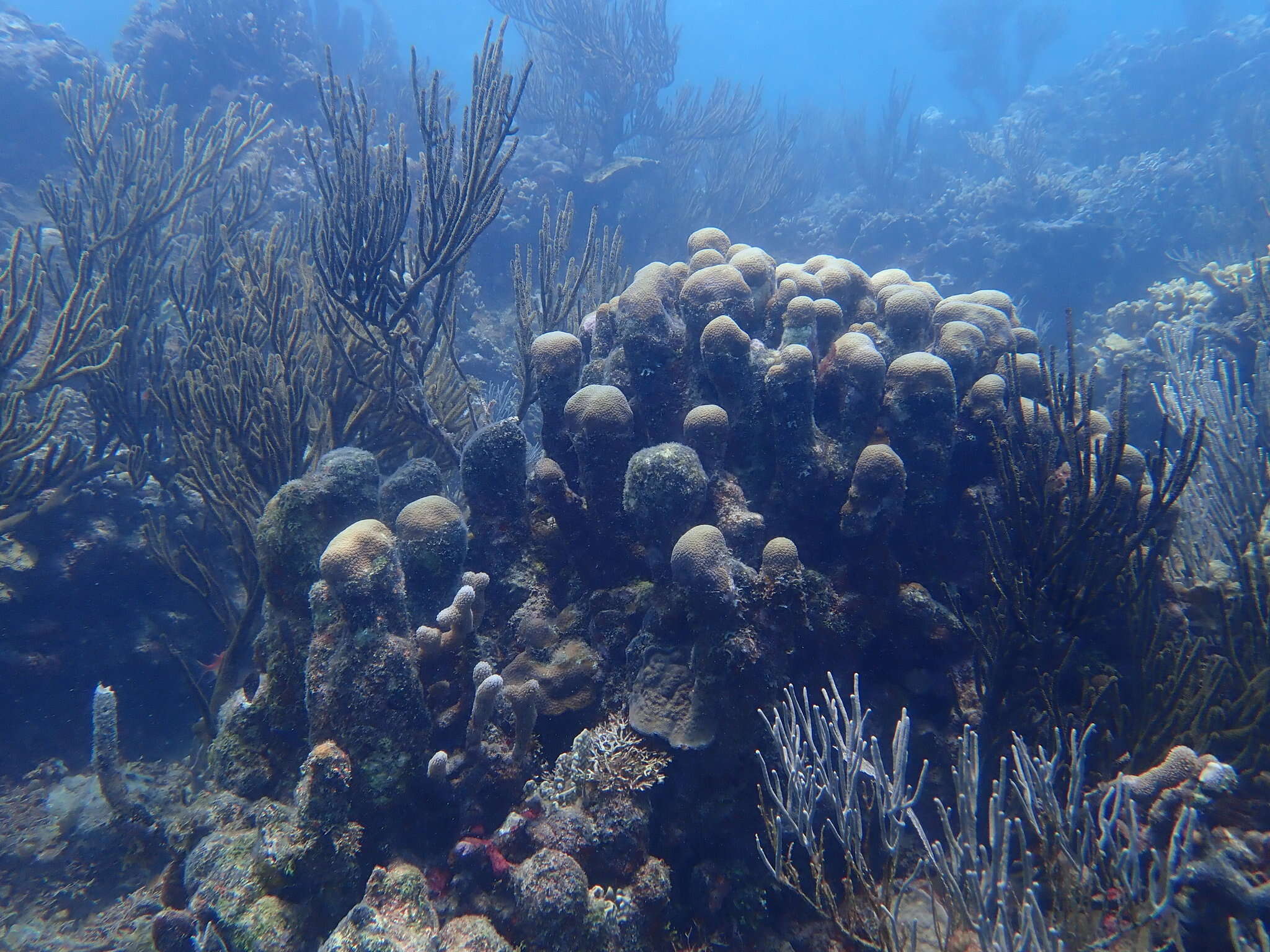 Image de Corail étoilé massif