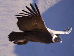 Image of Andean Condor