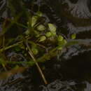 Image of Utricularia praeterita P. Taylor