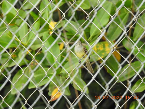 Image of Northern Scrub Flycatcher