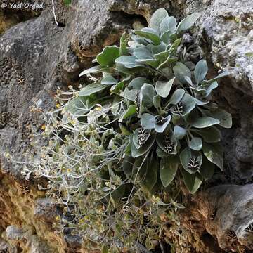 Image de Pentanema verbascifolium (Willd.) D. Gut. Larr., Santos-Vicente, Anderb., E. Rico & M. M. Mart. Ort.