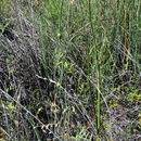 Image of <i>Allium paniculatum</i> ssp. <i>stearnii</i>