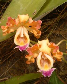 Image of Myrmecophila brysiana (Lem.) G. C. Kenn.
