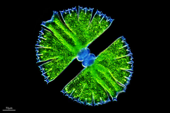 Image of <i>Micrasterias rotata</i>
