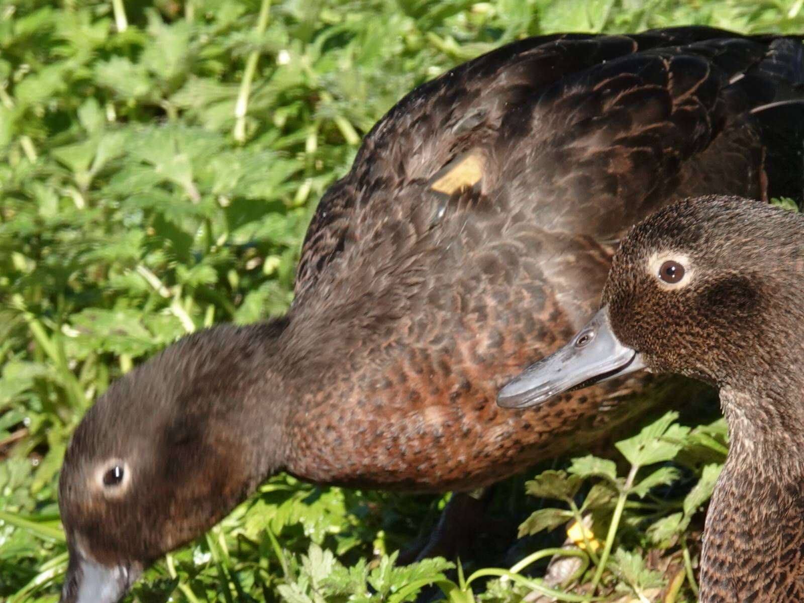 Image of Brown Teal