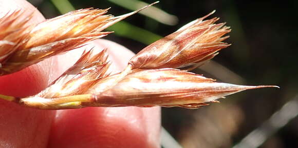 Imagem de Thamnochortus glaber (Mast.) Pillans