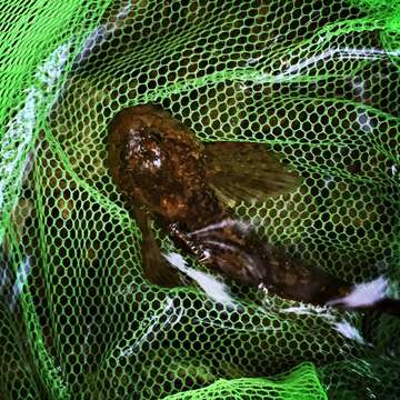 Image of Mottled Sculpin