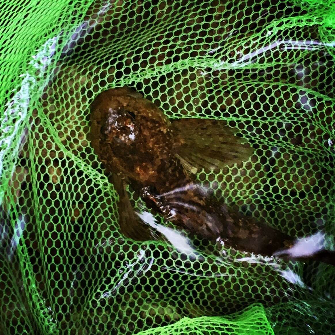 Image of Mottled Sculpin