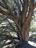 Image of singleleaf pinyon