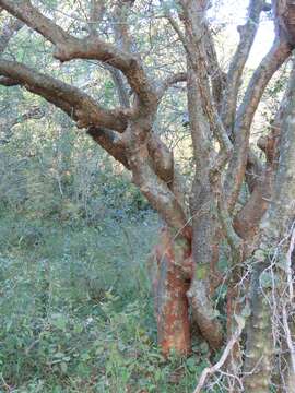 Image of Sweet-root corkwood