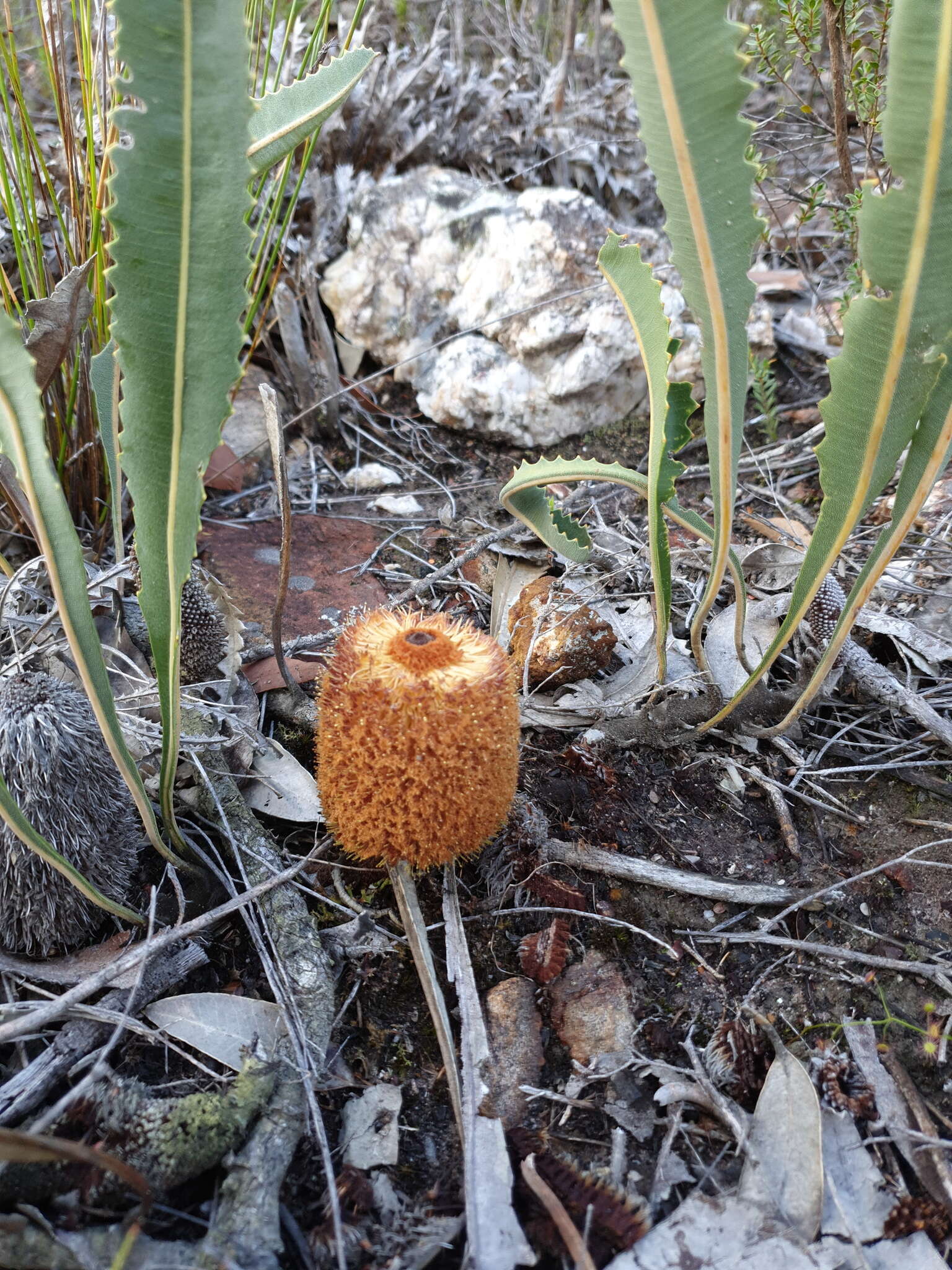 Imagem de Banksia gardneri A. S. George