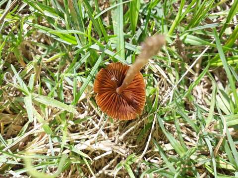 Image of Conocybe tenera (Schaeff.) Fayod 1889