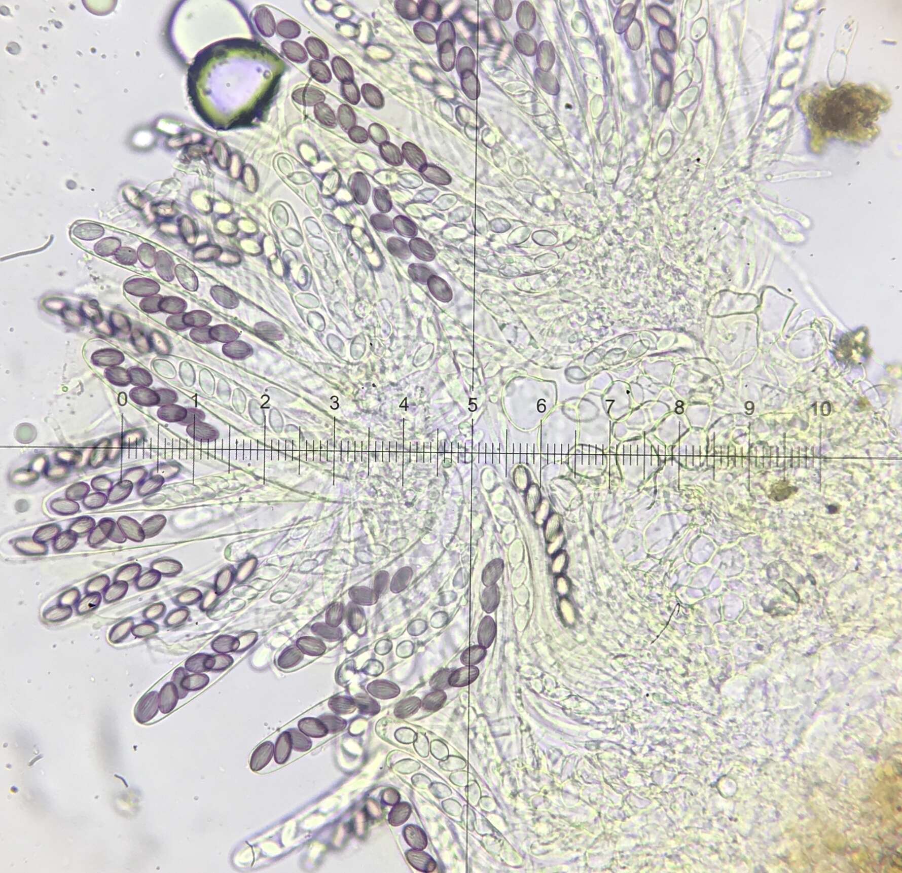 Слика од Ascobolus crenulatus P. Karst. 1868