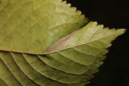 Image of Phyllonorycter cerasicolella (Herrich-Schäffer 1855)