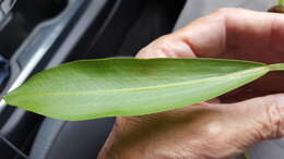 Image of Sessile-fruited Arrowhead