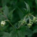 Слика од Geum geniculatum Michx.