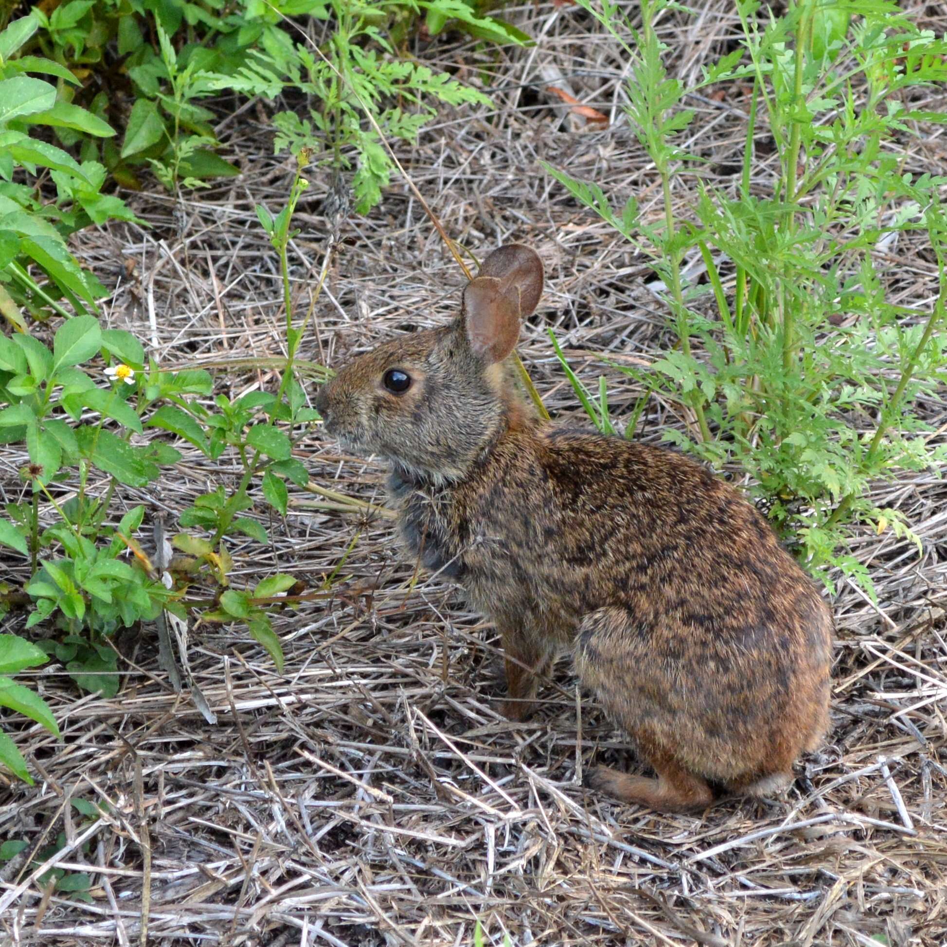 Image of Key Rabbit