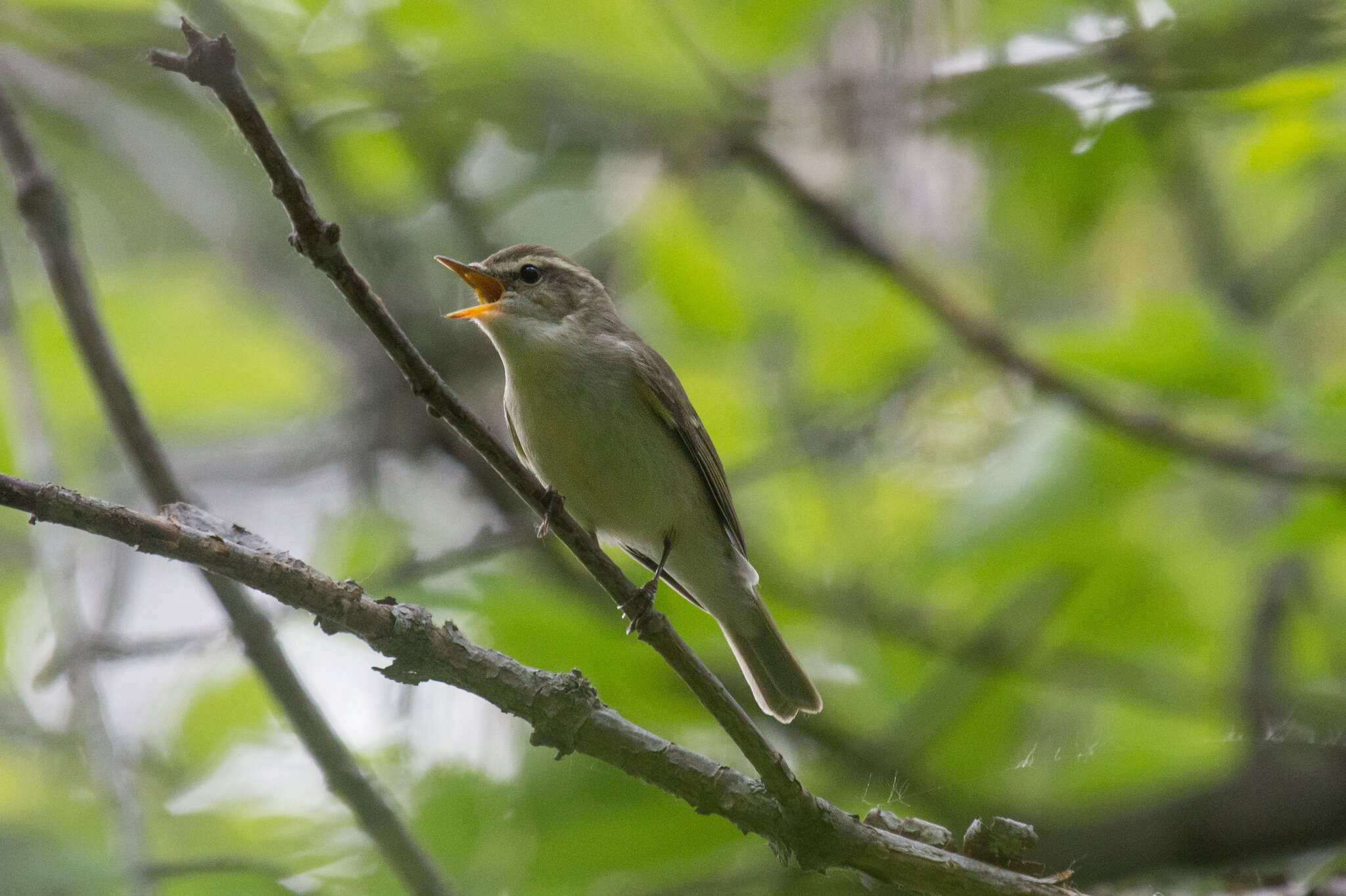 Plancia ëd Phylloscopus trochiloides (Sundevall 1837)