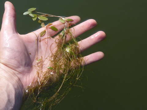 Plancia ëd Potamogeton diversifolius Raf.