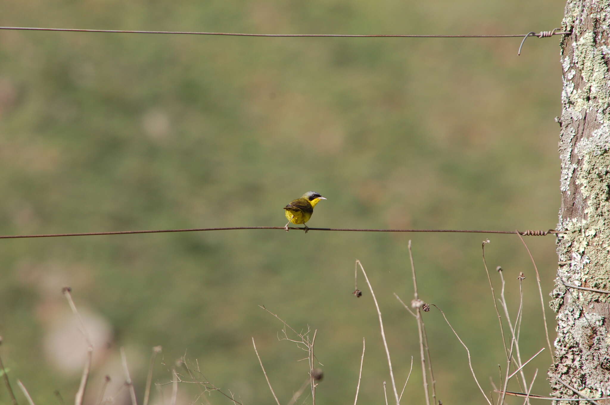 Image of Southern Yellowthroat