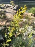 Image of plumed goldenrod