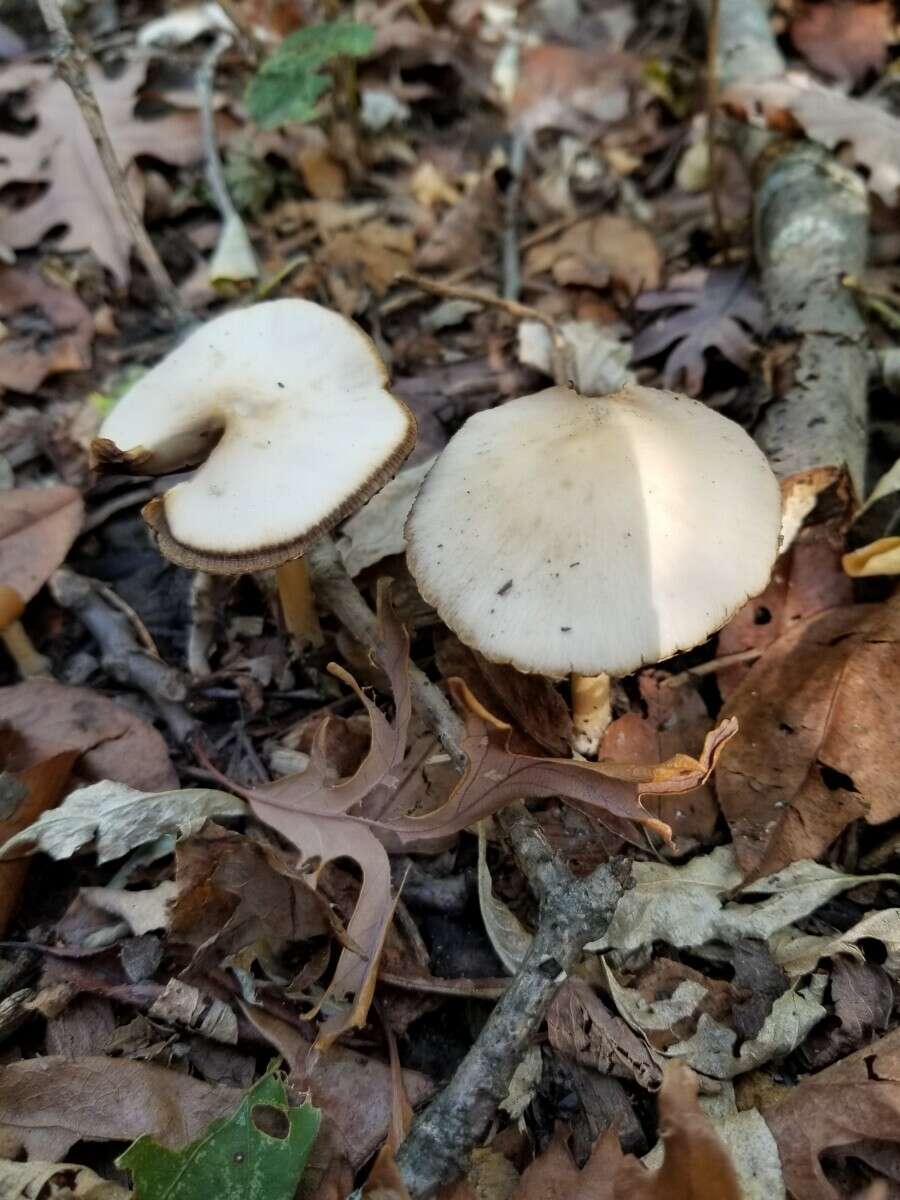 Image de Psathyrella albescens Hesler & A. H. Sm. 1972