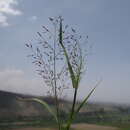 Imagem de Eragrostis nigricans (Kunth) Steud.