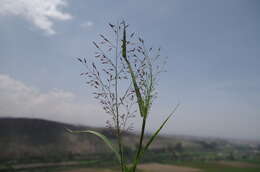 Image of Eragrostis nigricans (Kunth) Steud.