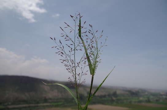 Image of Eragrostis nigricans (Kunth) Steud.