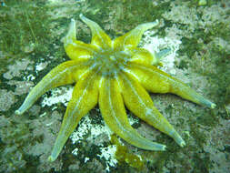 Imagem de Solaster endeca (Linnaeus 1771)