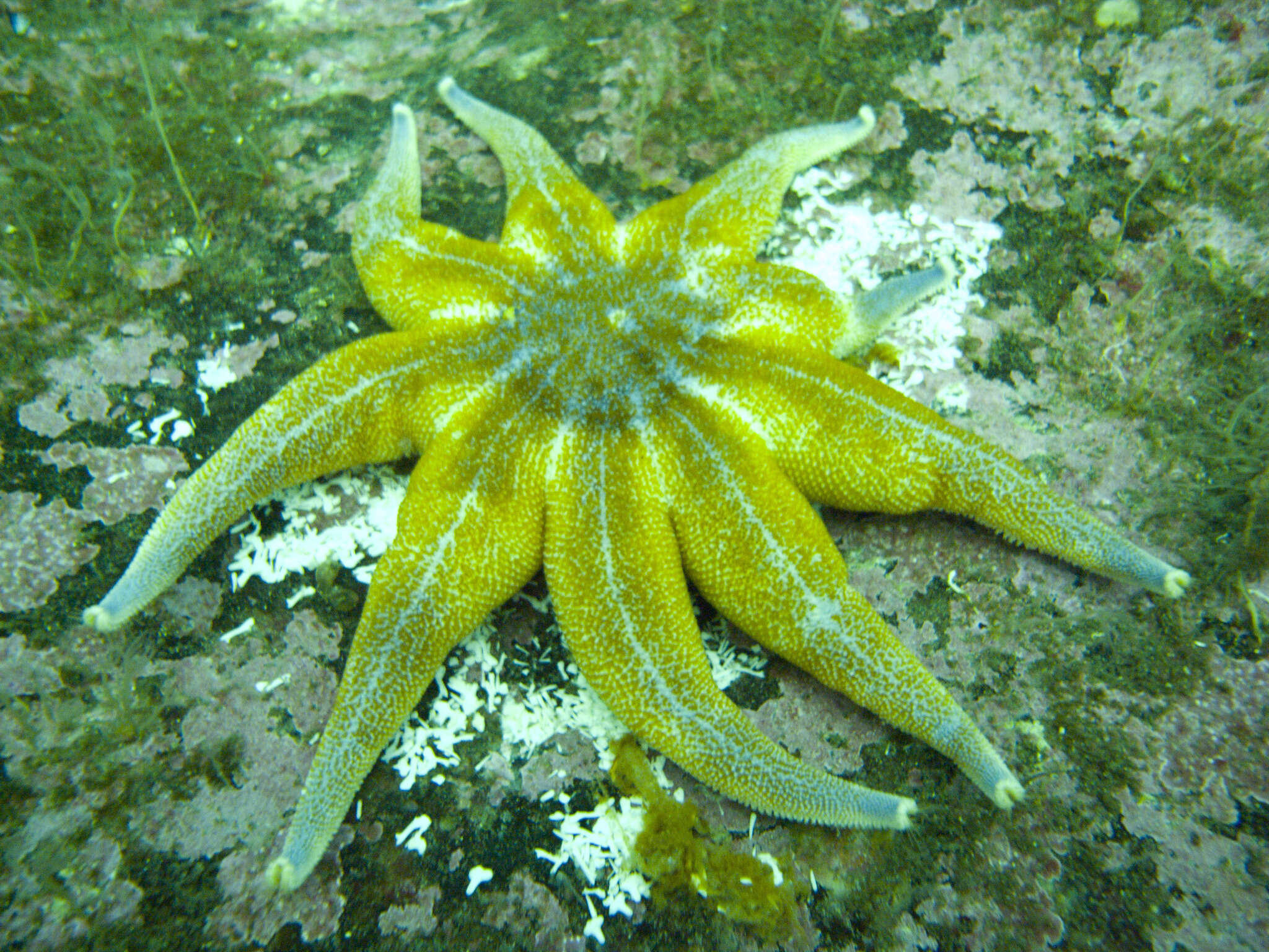 Image of Purple Sun Star