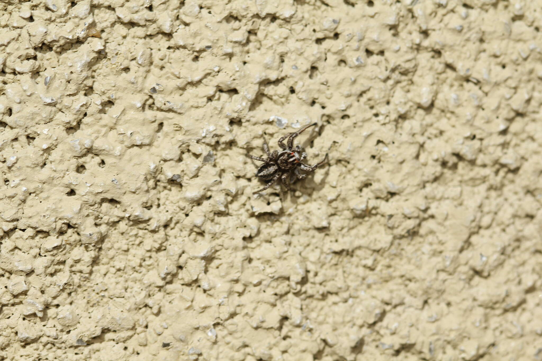 Image of Habronattus sansoni (Emerton 1915)