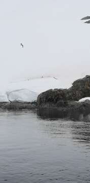 Image of Larus dominicanus austrinus Fleming & JH 1924