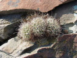 Image of Mammillaria carretii Rebut ex K. Schum.