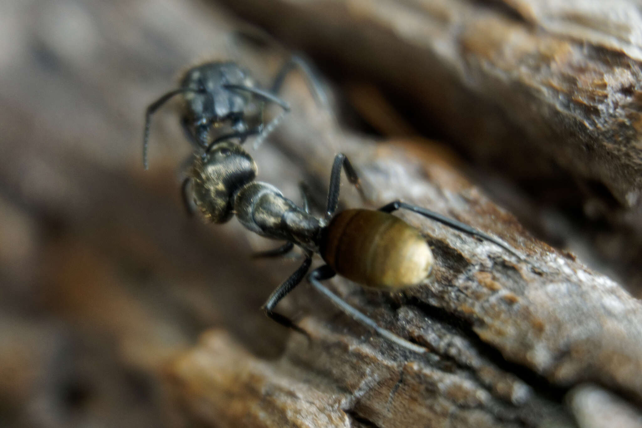 Image of Camponotus chilensis (Spinola 1851)