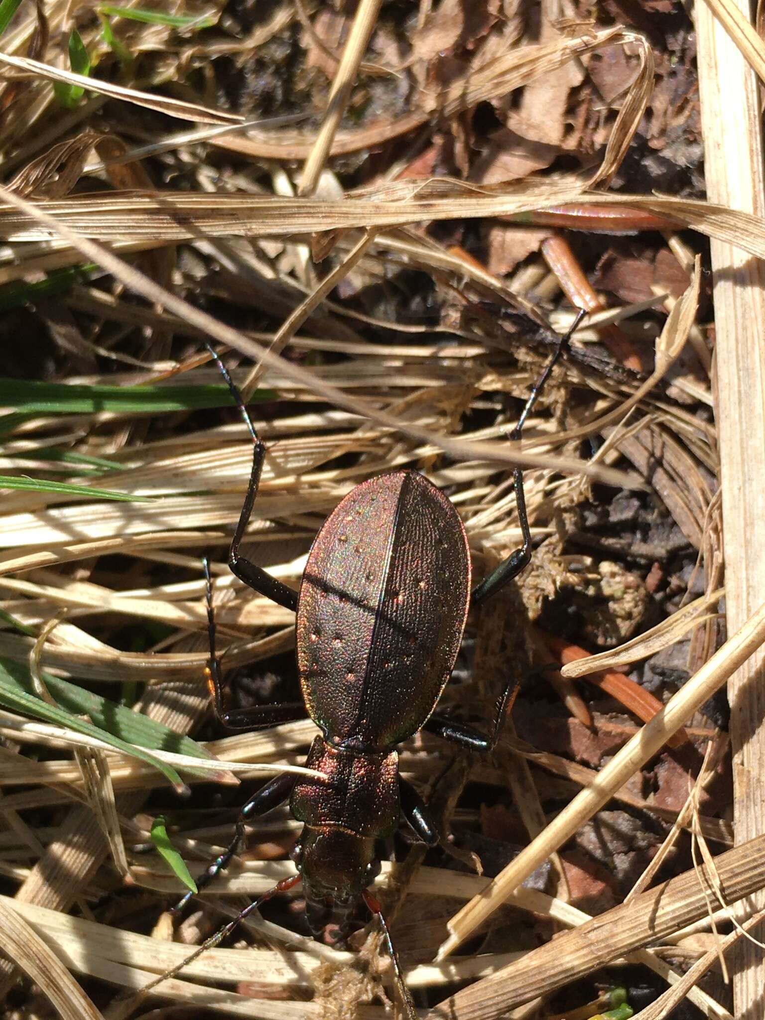 Image of Carabus (Platycarabus) irregularis Fabricius 1792