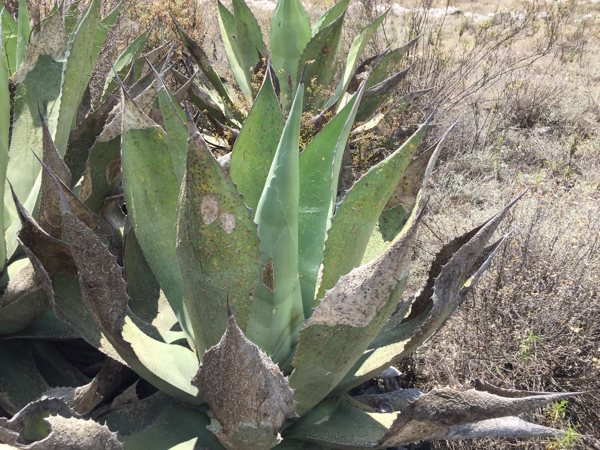 Image of Agave scaposa Gentry