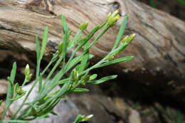 Image of Rhodanthe laevis (A. Gray) P. G. Wilson