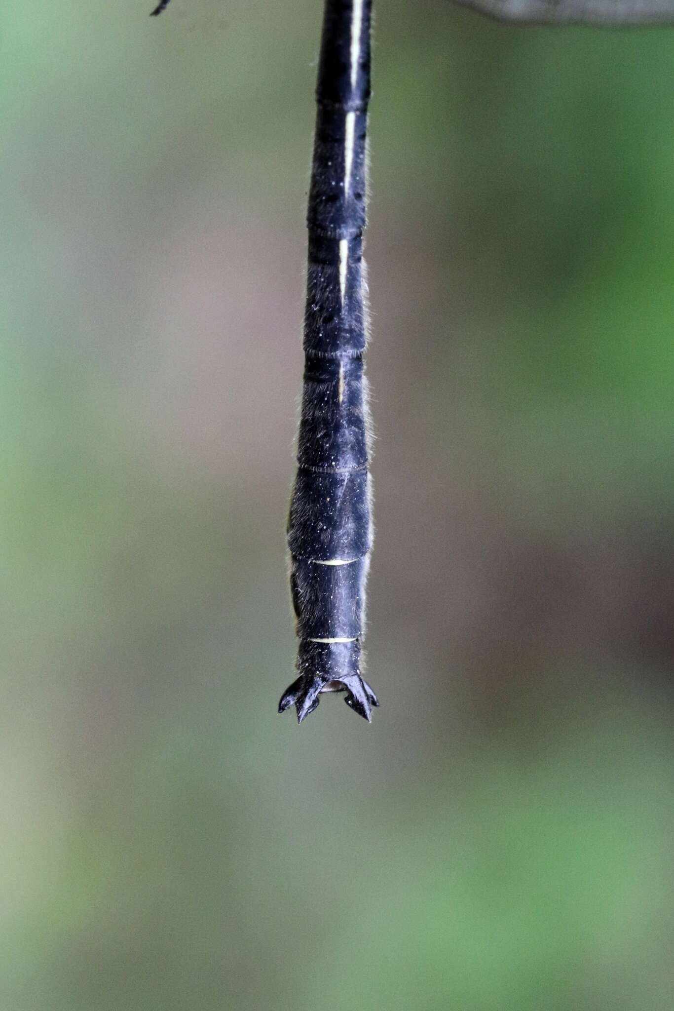 Image of Harpoon Clubtail